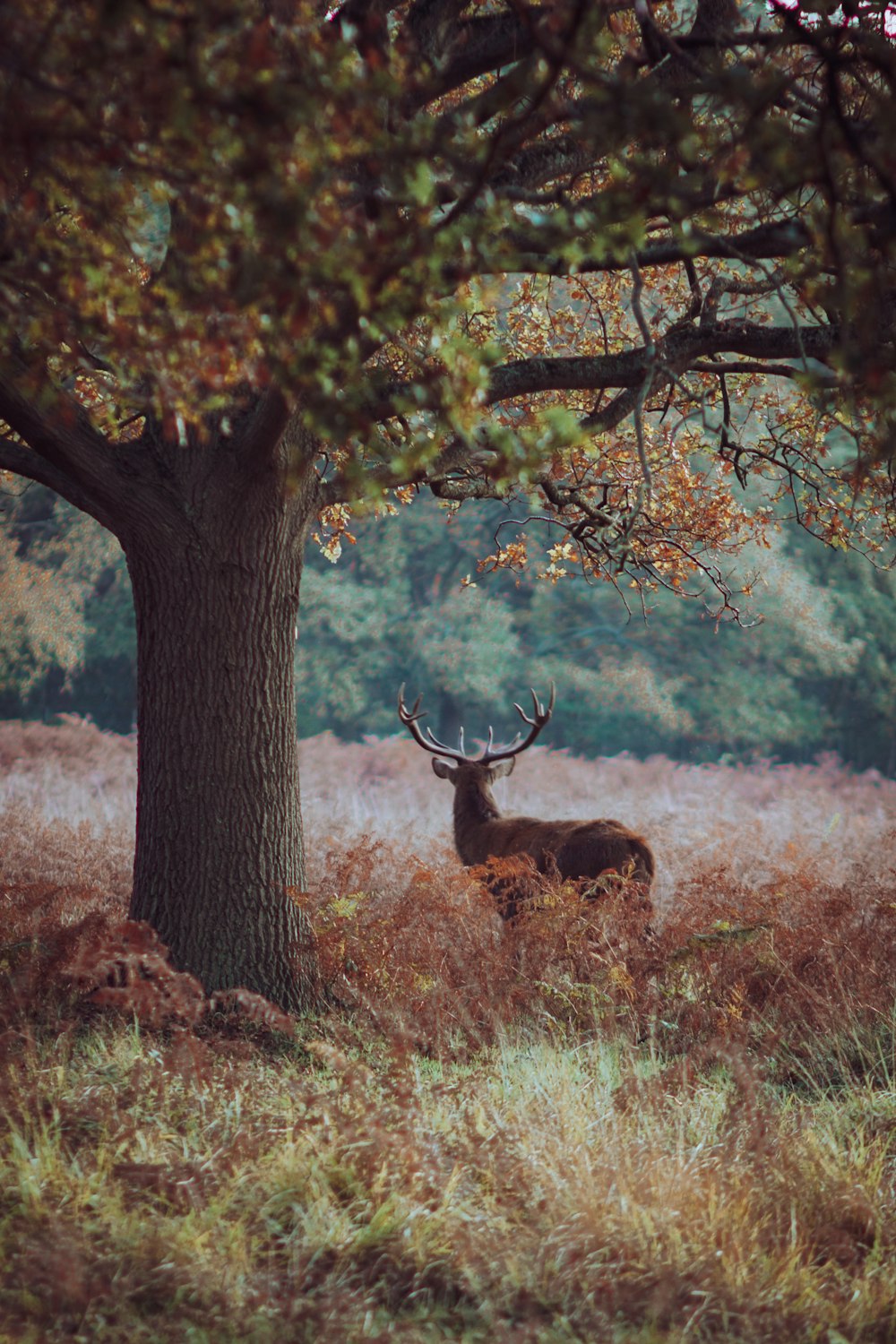 brown deer standing on brown grass field during daytime