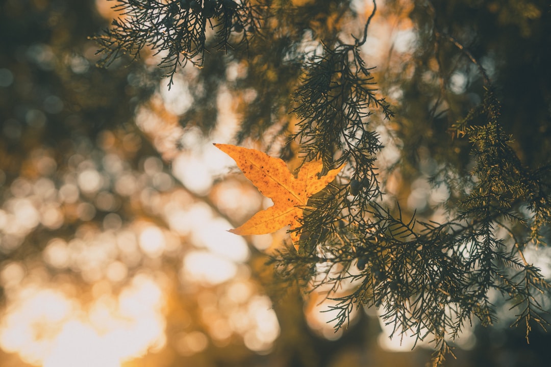 brown maple leaf on green tree