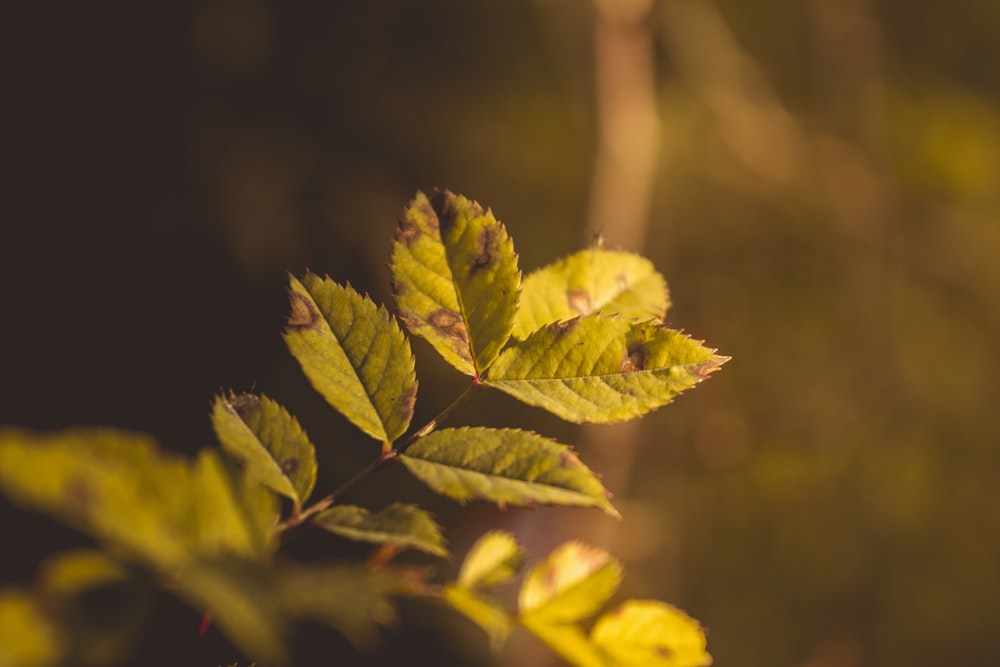 green and yellow leaf plant