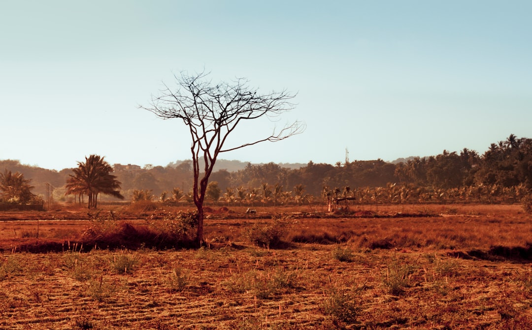 leafless tree on brown field during daytime