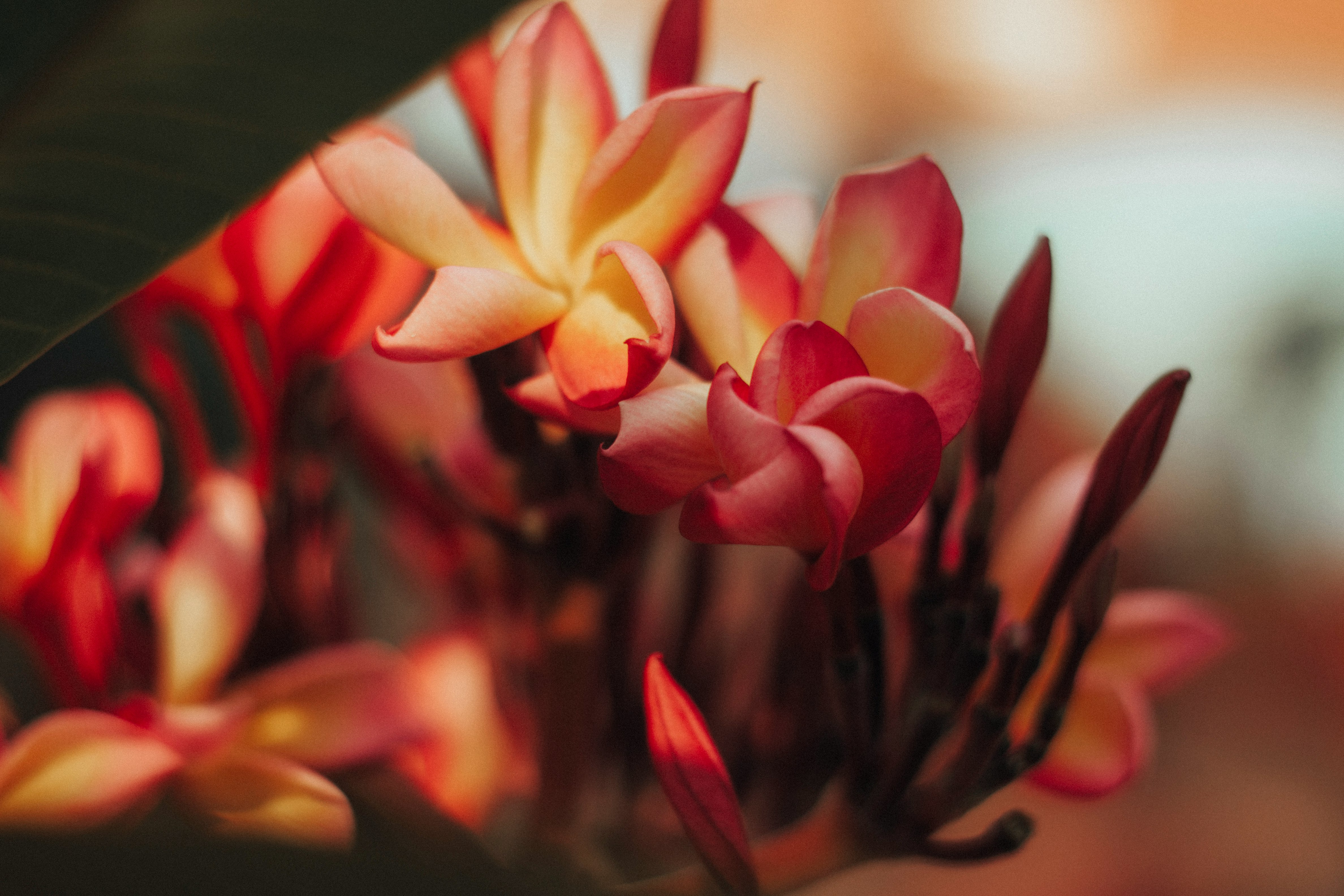 red and yellow flower in close up photography