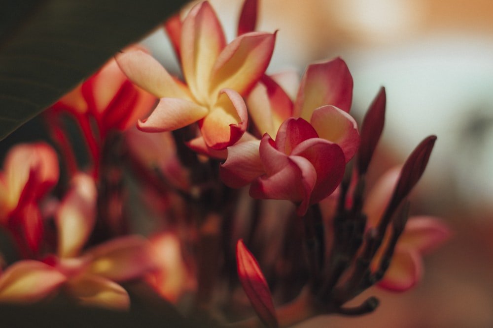 red and yellow flower in close up photography