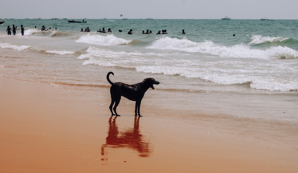 black short coat medium dog on beach shore during daytime