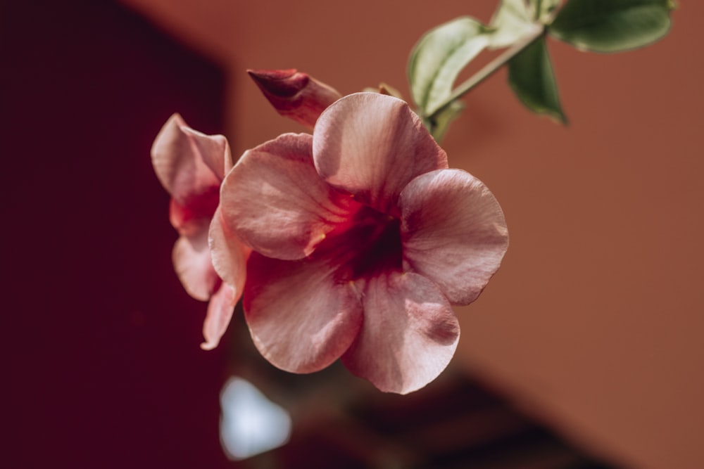 pink rose in close up photography