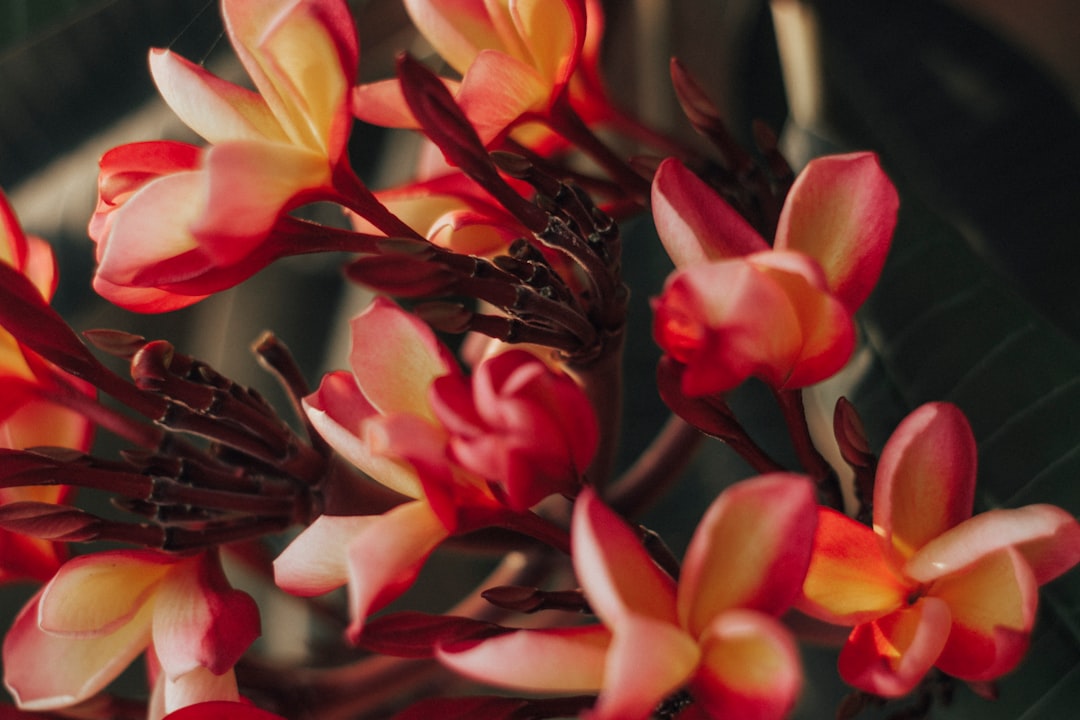 red and yellow flowers in tilt shift lens