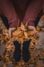 Hands gathering a pile of colorful autumn leaves with a rake nearby.
