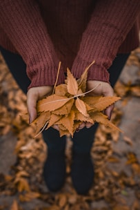 Hands gathering a pile of colorful autumn leaves with a rake nearby.