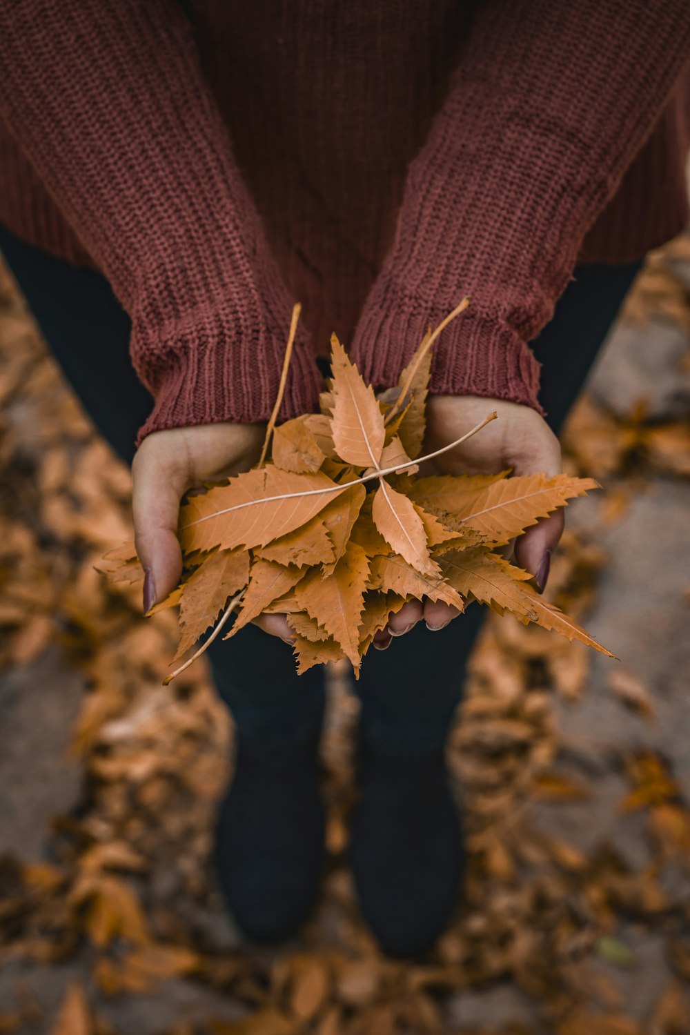 person holding brown dried leaf