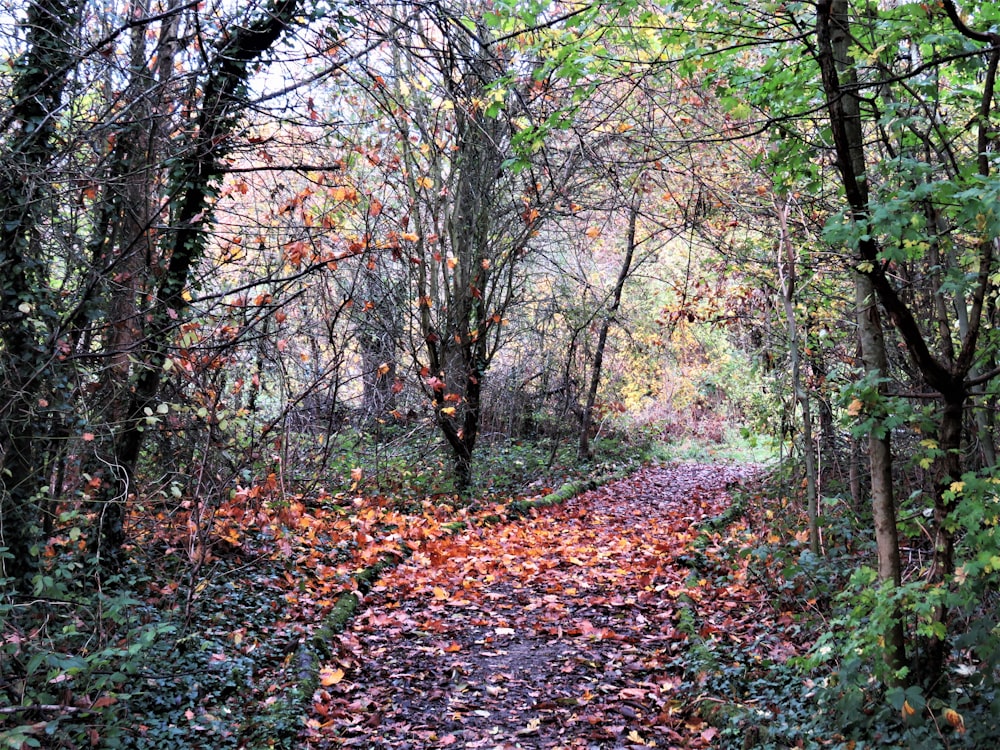 brown and green trees during daytime