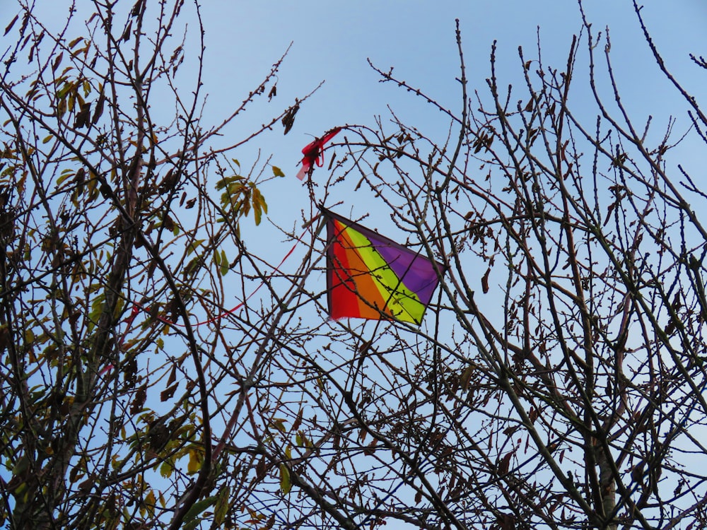 bandiera rossa, gialla e verde sull'albero nudo marrone durante il giorno