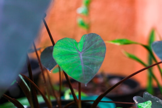 A close-up of a healthy heart model surrounded by green leaves.