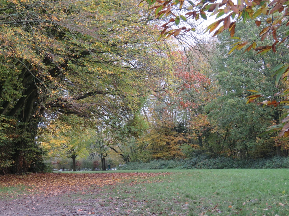 green and brown trees on green grass field during daytime