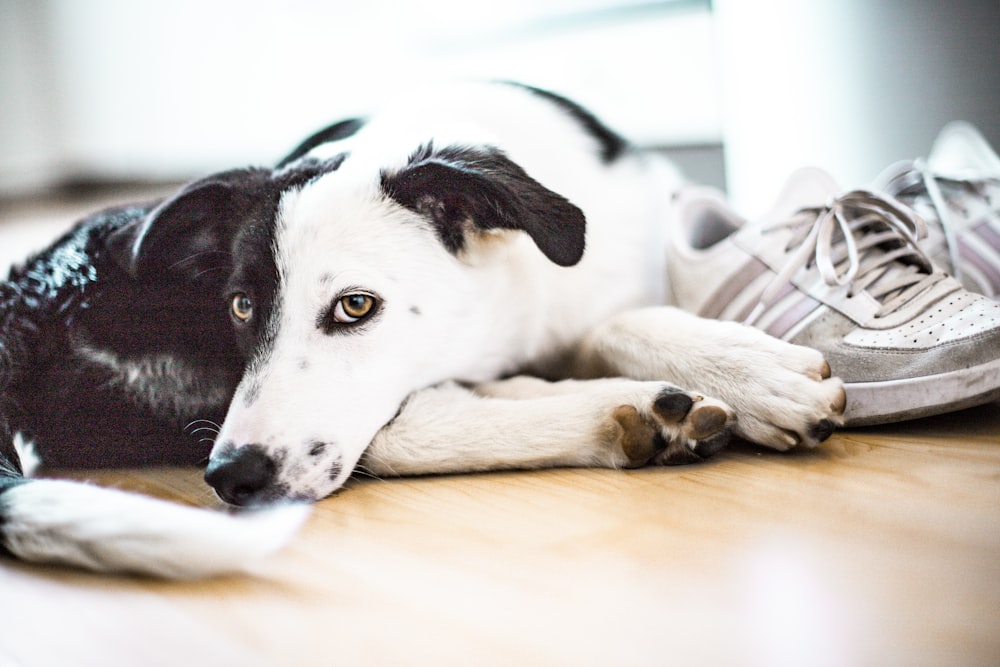 black and white border collie mix lying on floor