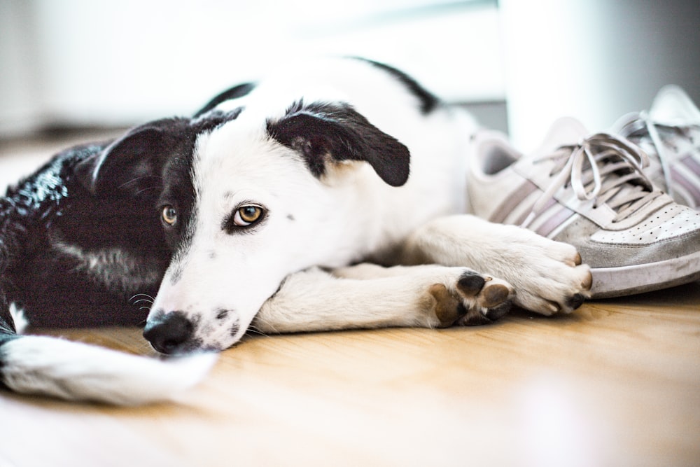 Border Collie in bianco e nero che si trova sul pavimento