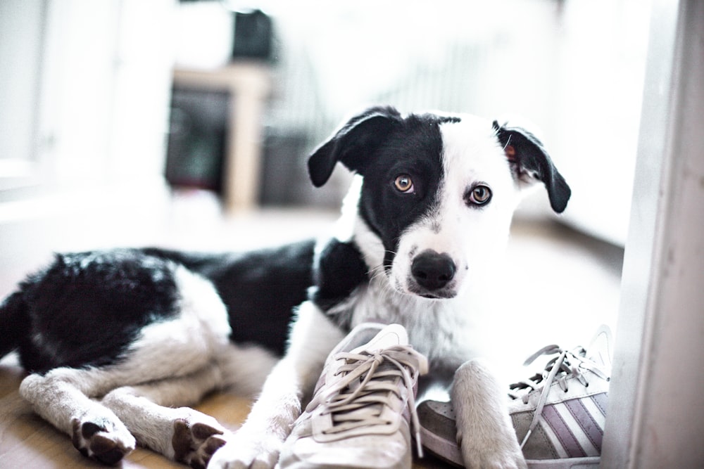 black and white short coat medium sized dog lying on floor