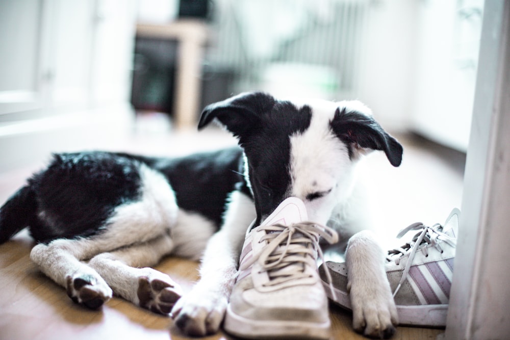 white and black short coated dog lying on brown wooden floor