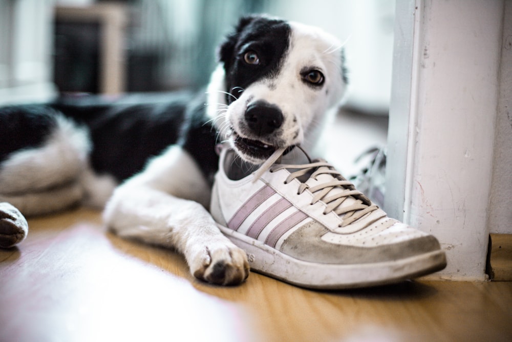 black and white short coat dog lying on brown wooden floor