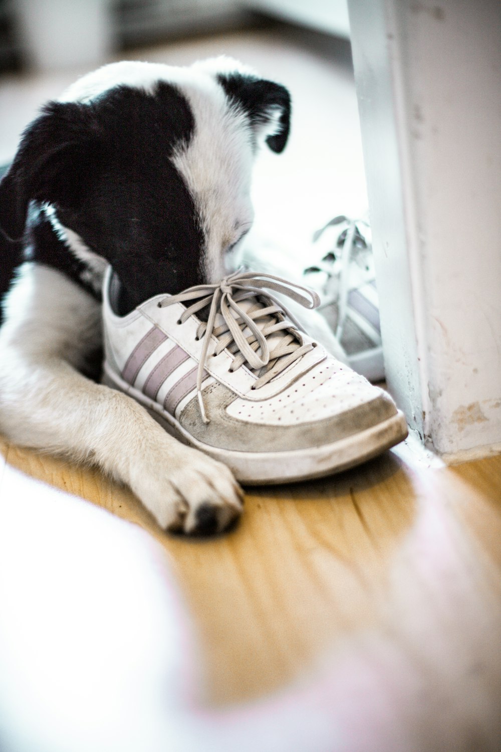 white and black short coated dog lying on brown wooden floor