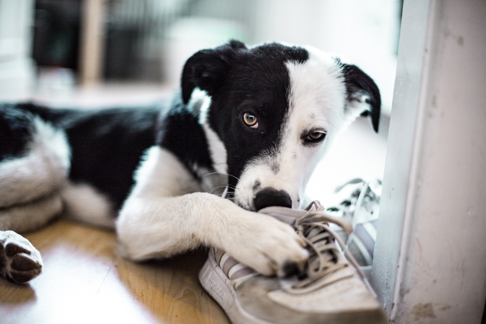 black and white short coat medium sized dog lying on brown wooden floor