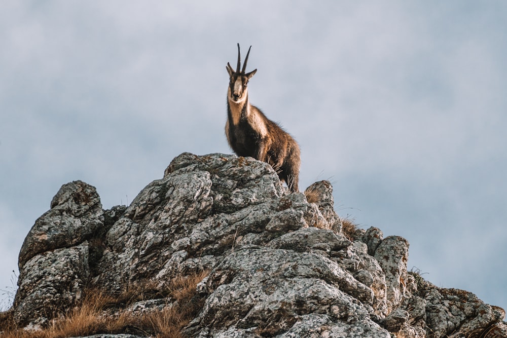 animale marrone e bianco su roccia grigia