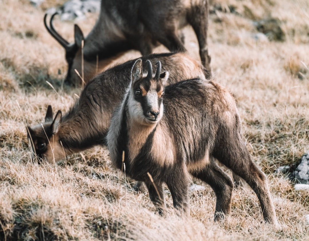 brown and black animal on brown grass during daytime