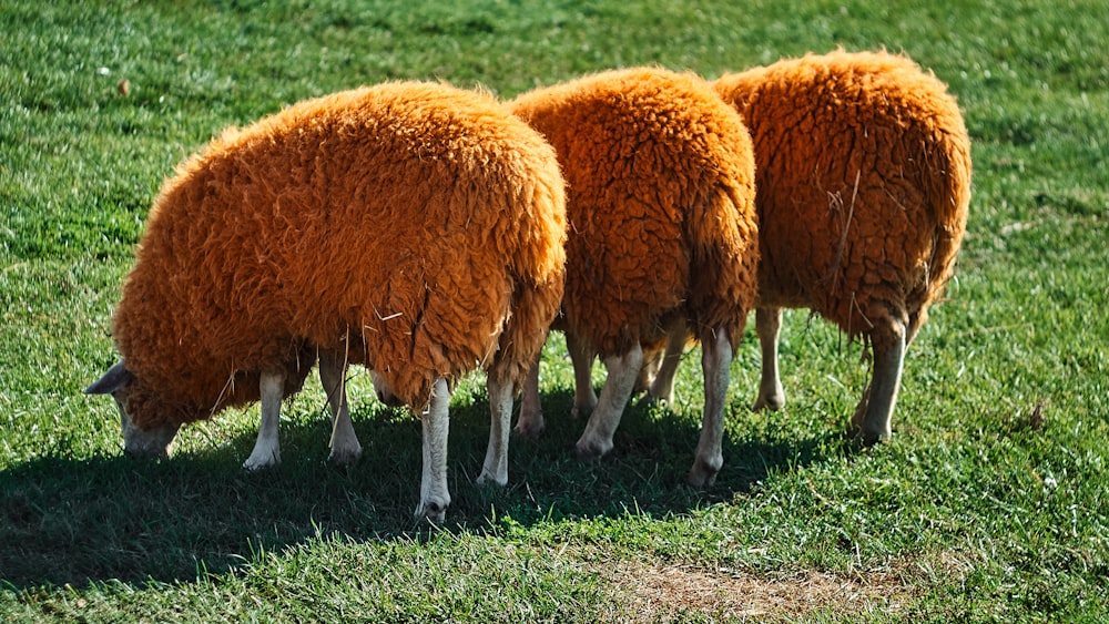 brown sheep on green grass field during daytime