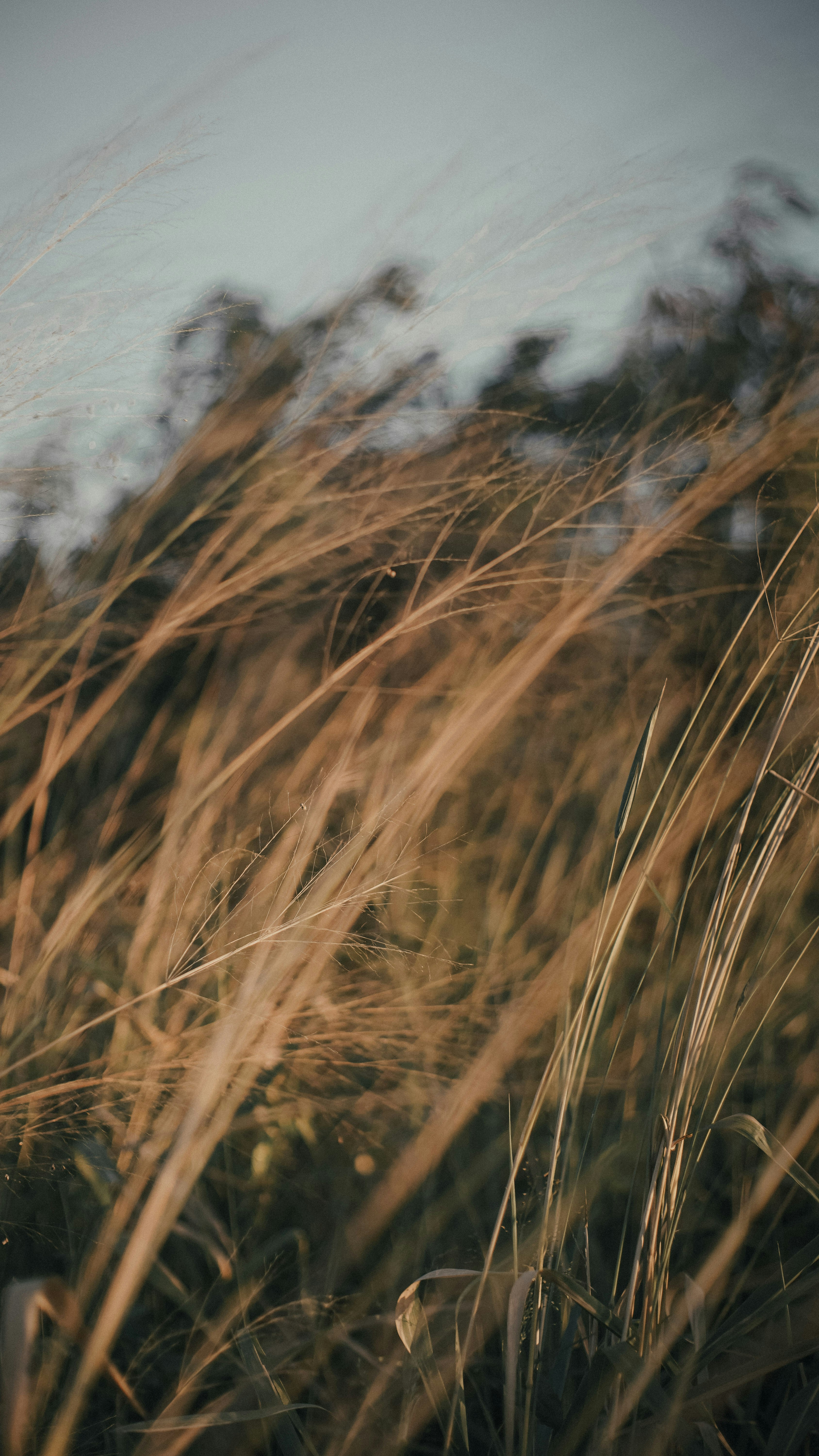 Beacons banner for @hammond