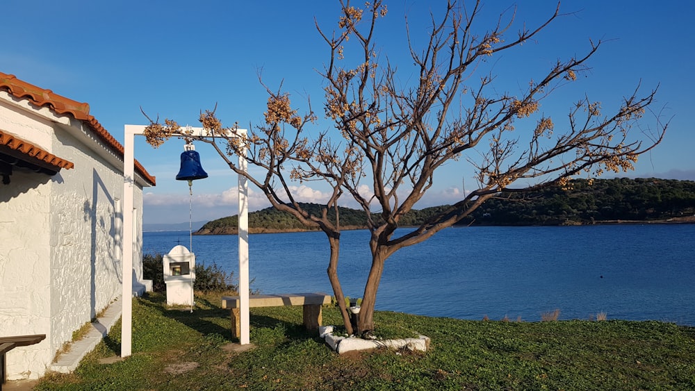 brown bare tree near body of water during daytime