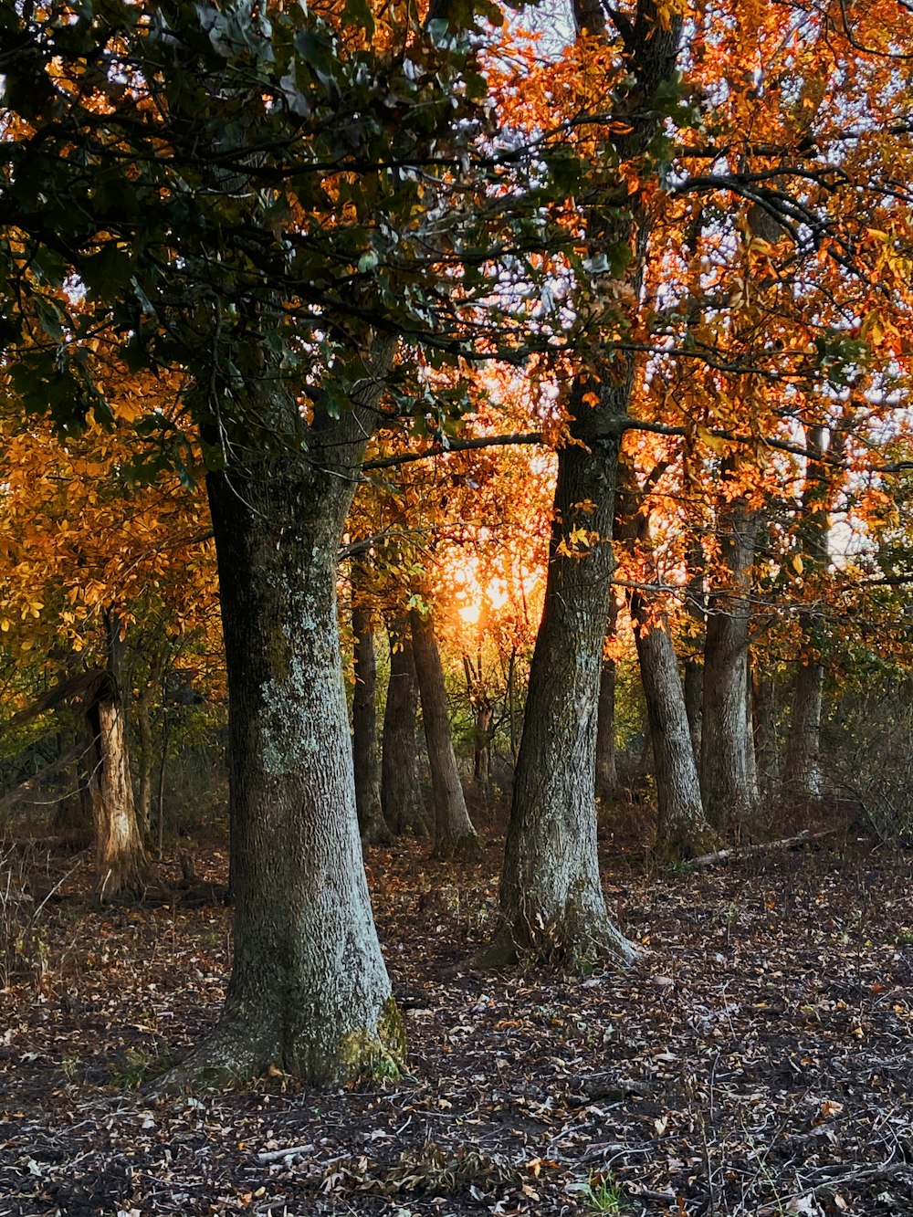 brown and green trees during daytime