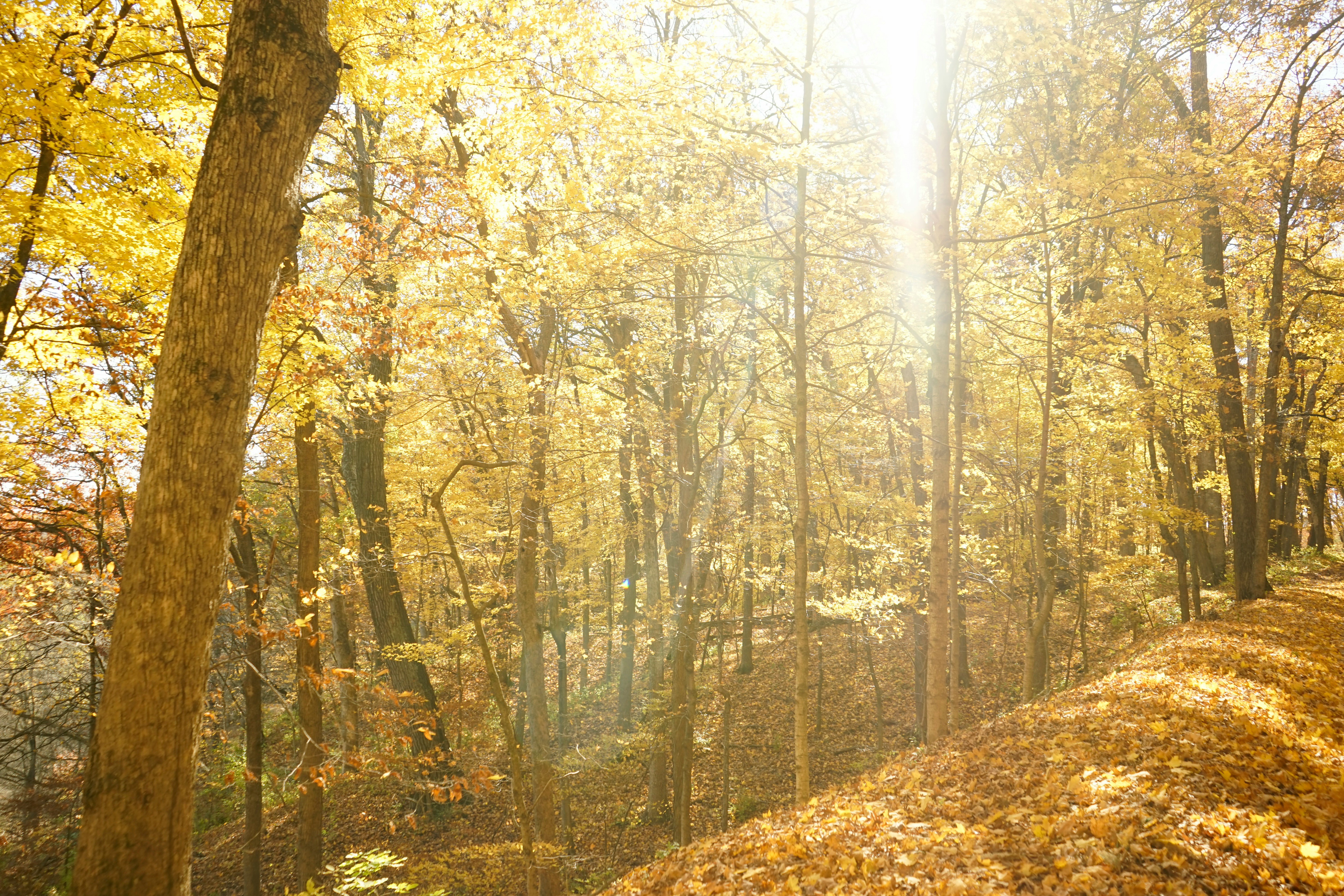 brown and green trees during daytime