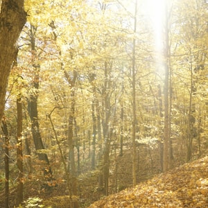 brown and green trees during daytime