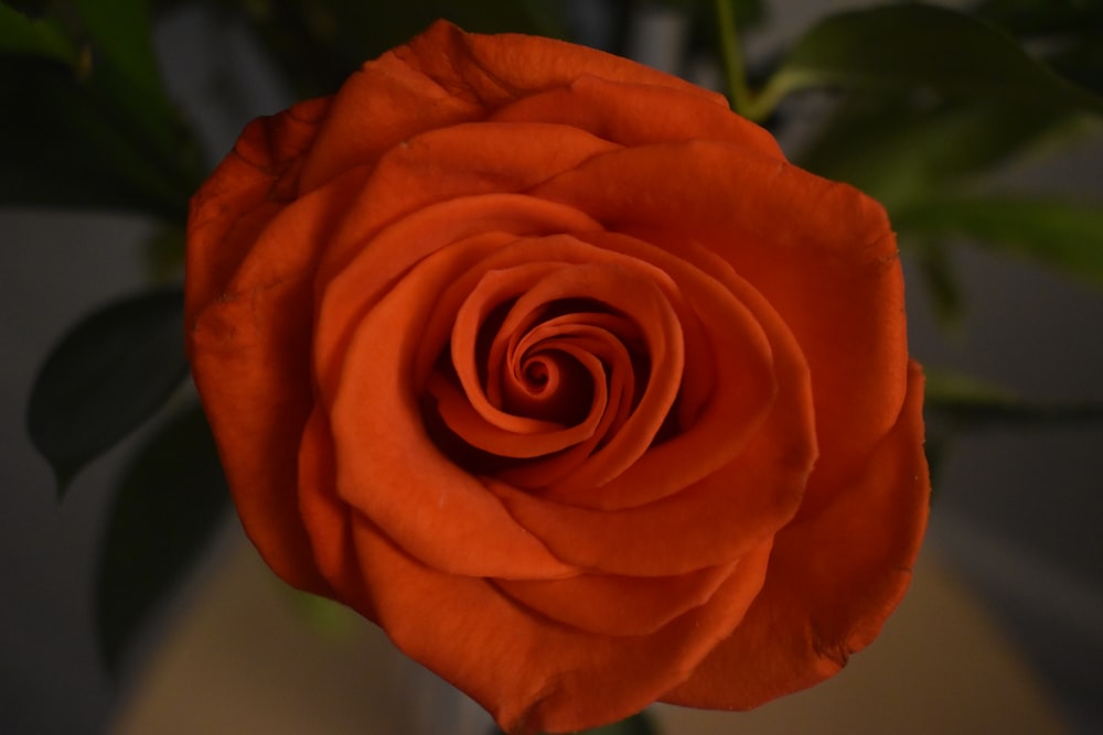 orange rose in bloom during daytime