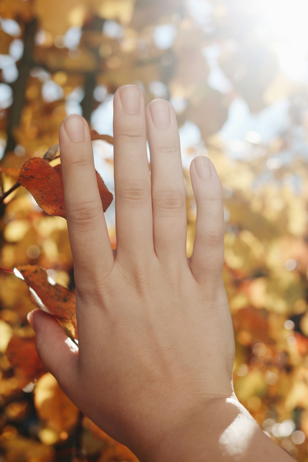 人の手の茶色の乾燥した葉