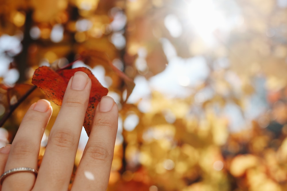 Fotografia bokeh di una persona che tiene luci rosse e gialle