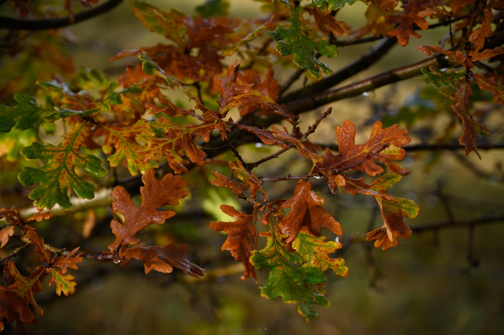 brown and green maple leaves