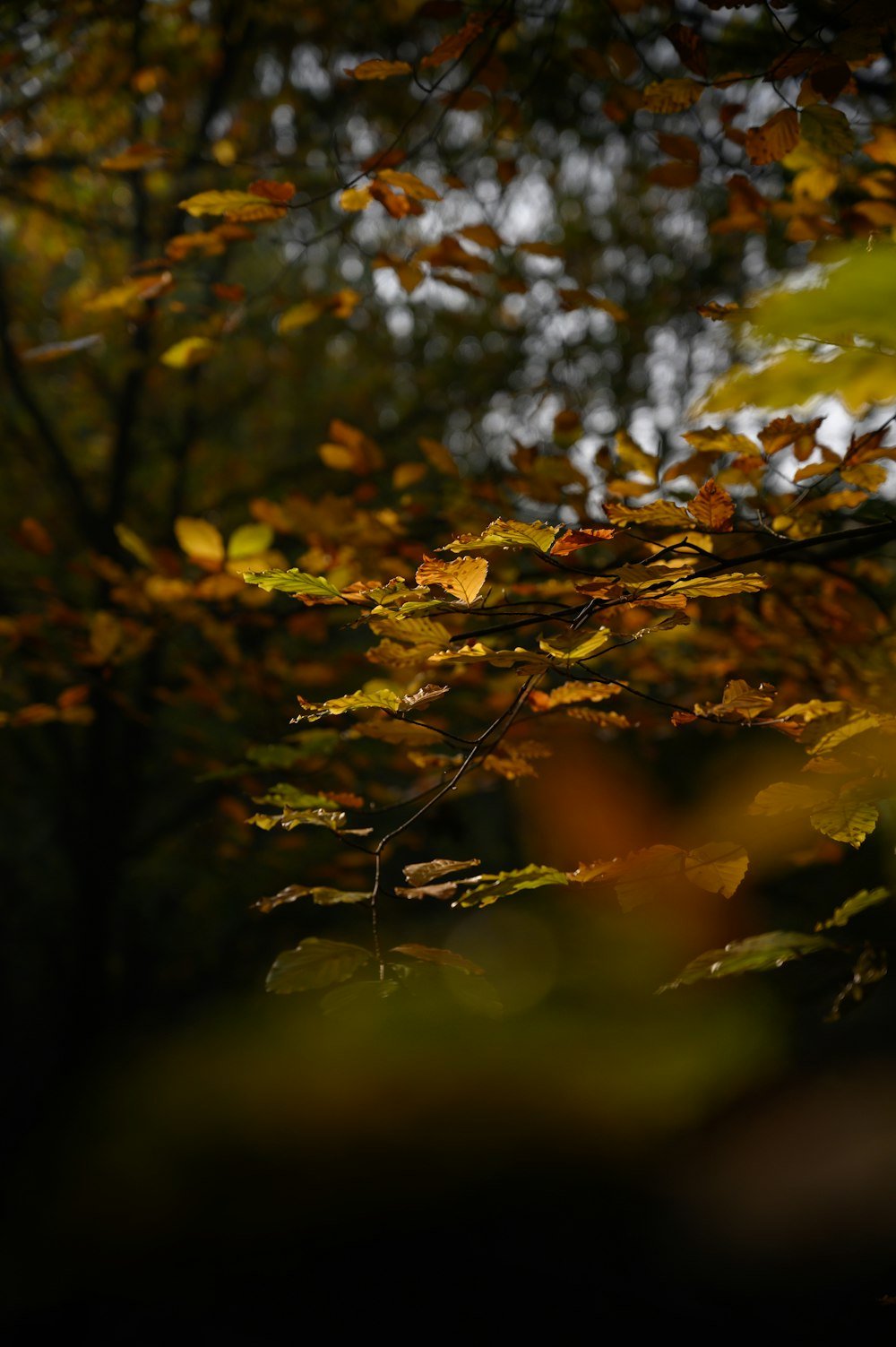yellow leaves on tree branch