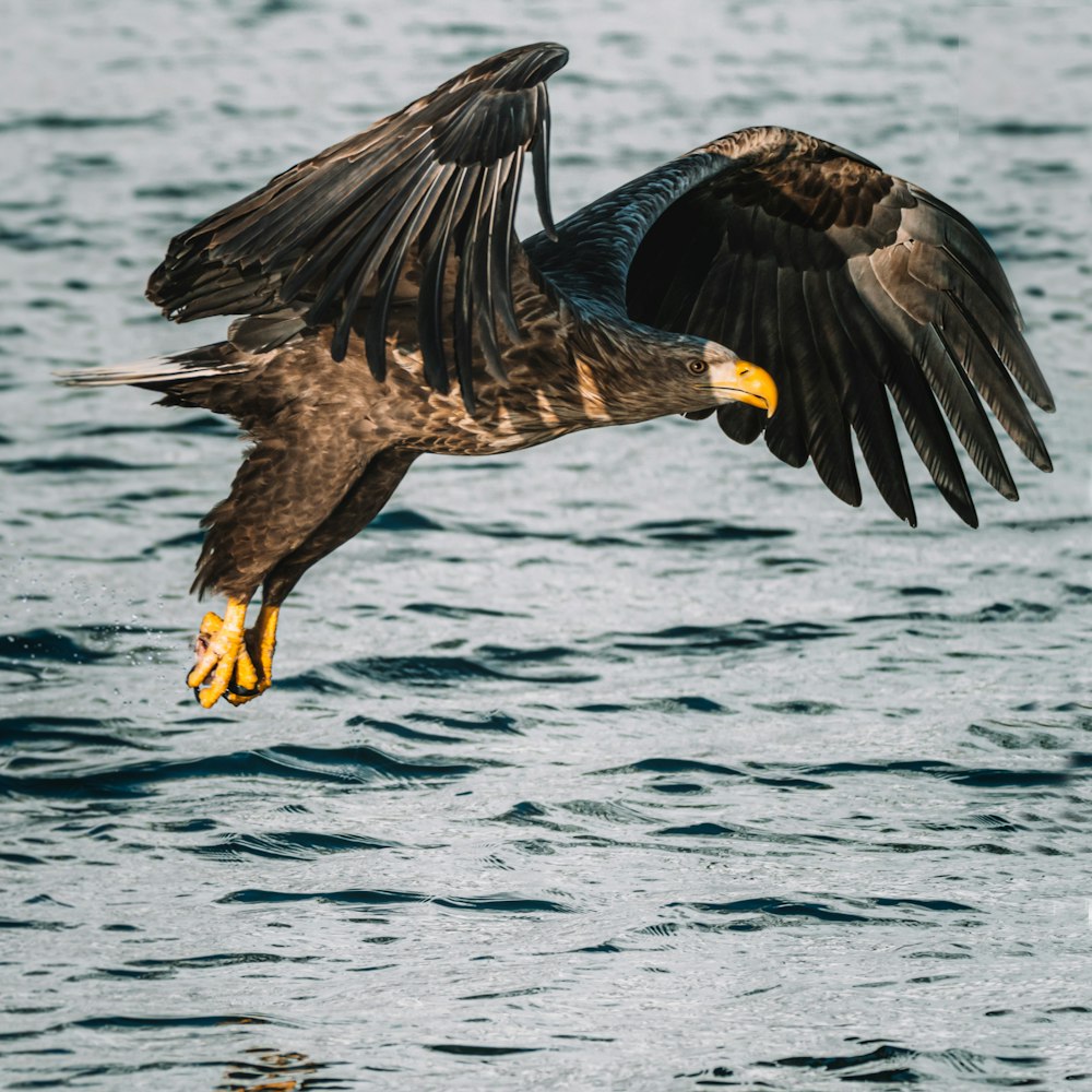 Brauner Adler, der tagsüber über das Meer fliegt