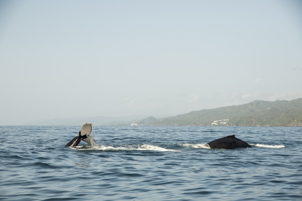 una persona che cavalca una tavola da surf in cima a un grande specchio d'acqua