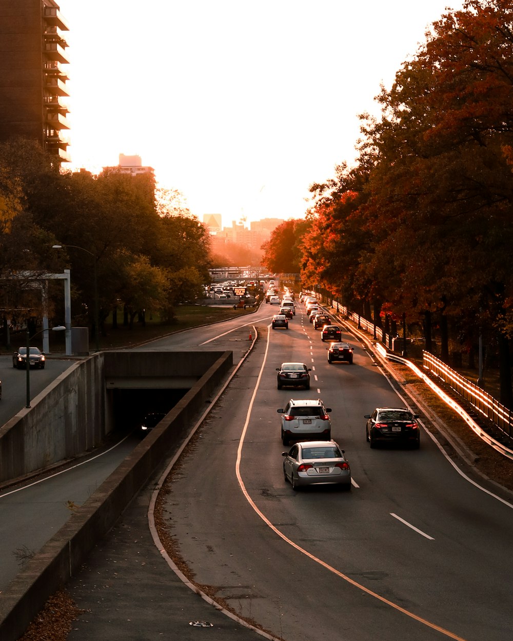 cars on road between trees during daytime