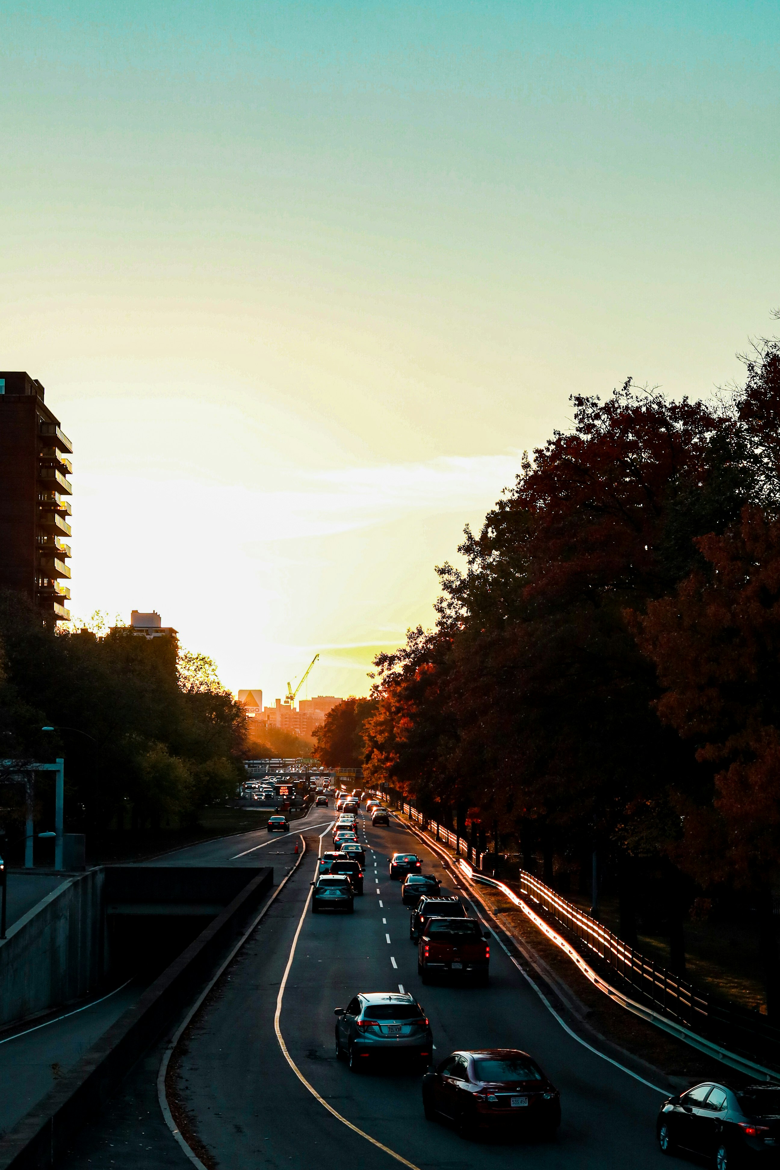cars on road between trees during sunset