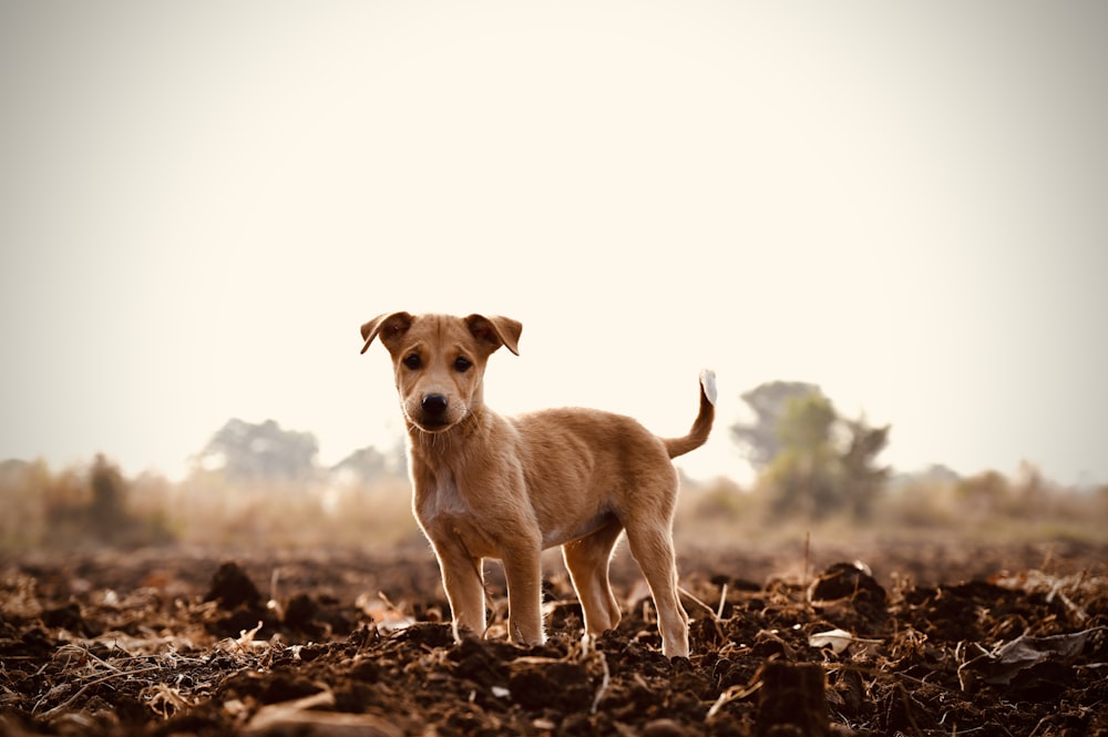 brown short coat medium dog on brown dried leaves during daytime