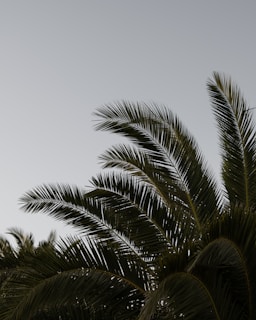 Tall palm tree fronds stretch upwards against a clear, pale sky. The lush green leaves are sharply outlined, creating a sense of tranquility and natural beauty.