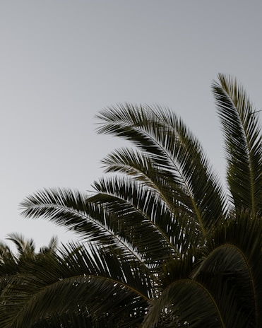 Tall palm tree fronds stretch upwards against a clear, pale sky. The lush green leaves are sharply outlined, creating a sense of tranquility and natural beauty.