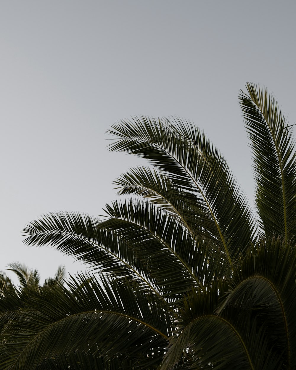 green palm tree under white sky