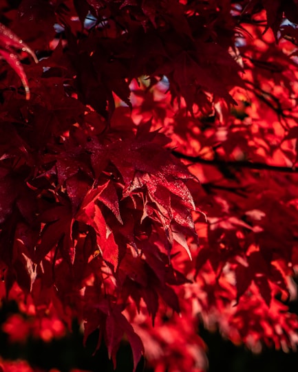 red leaves in close up photography