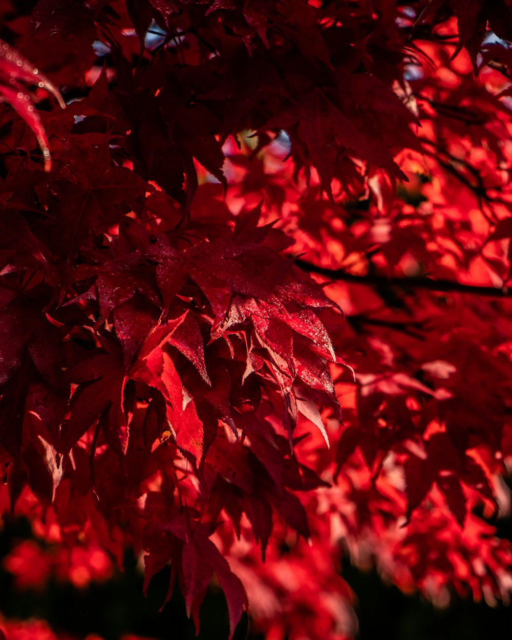 red leaves in close up photography