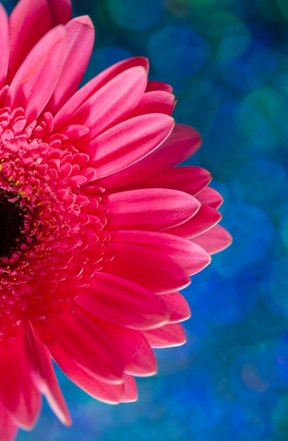 pink flower in tilt shift lens