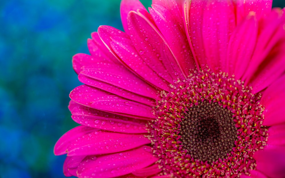 a pink flower with water droplets on it