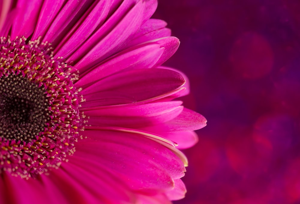 pink flower in tilt shift lens