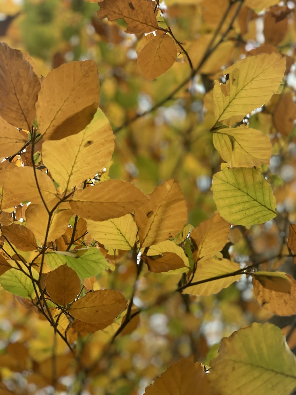 brown leaves in tilt shift lens